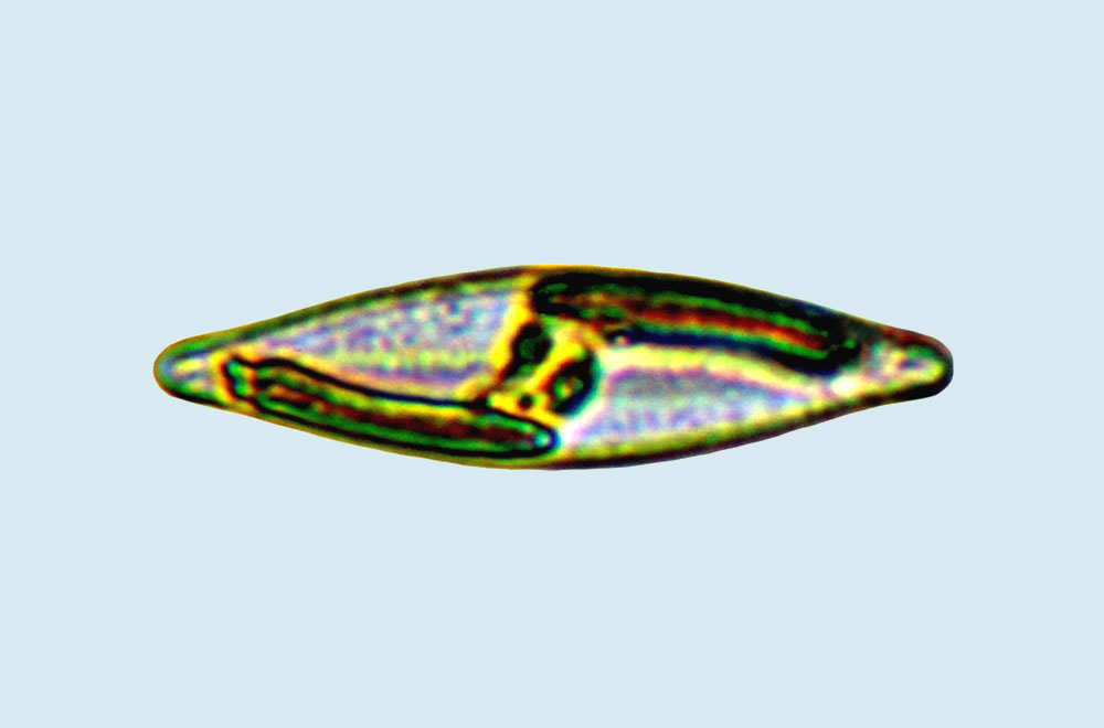 Navicula gregaria