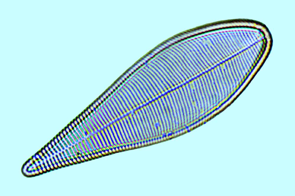 Licmophora ehrenbergii elegans