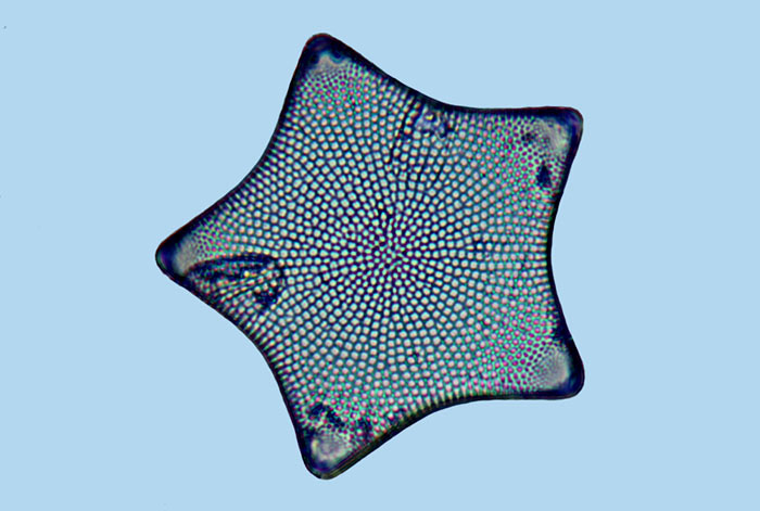 Triceratium formosum