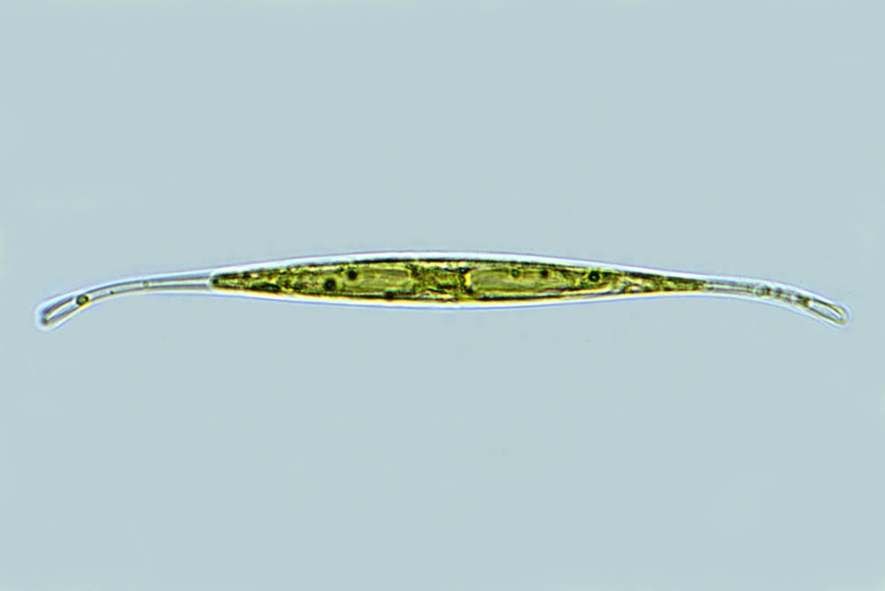 Cylindrotheca