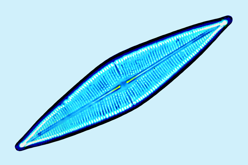 parlibellus crucicula