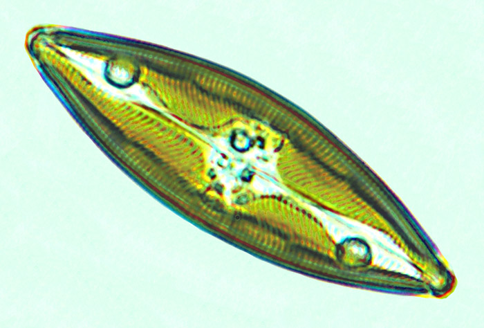 Pinnuavis elegans