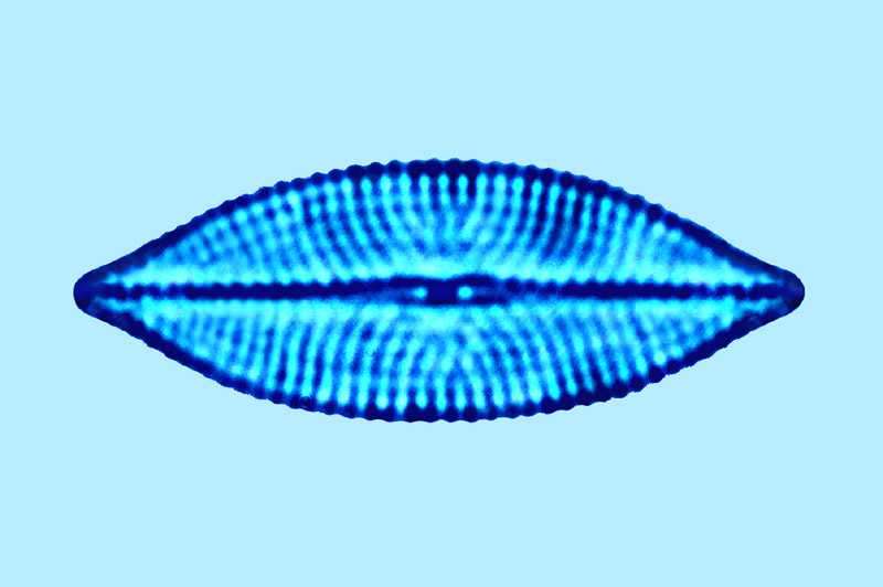Navicula phylleptosoma