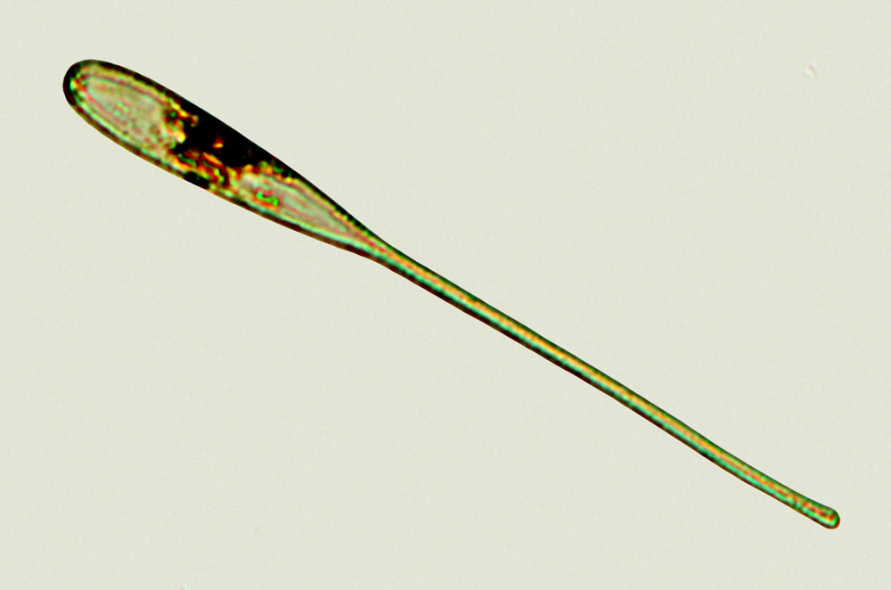 Licmophora remulus