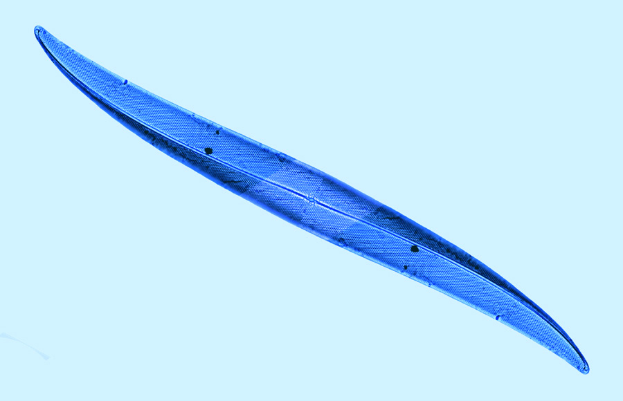 pleurosigma strigosum