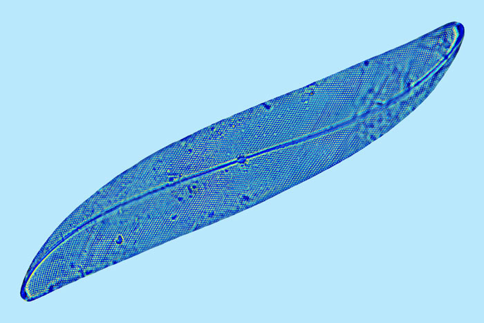 Pleurosigma speciosum