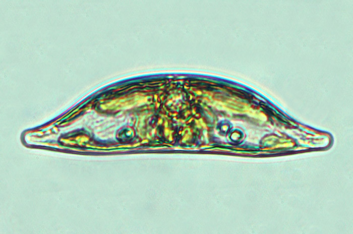 Toxonidea insignis