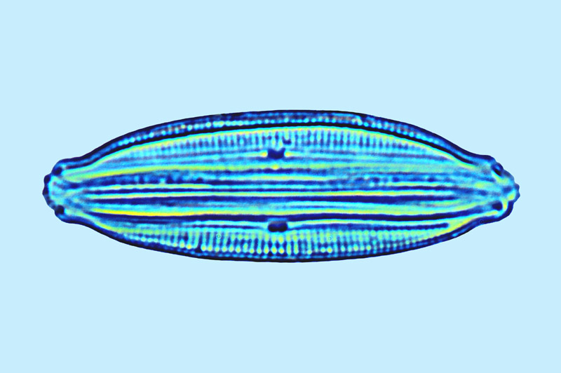 Mediolittoral Amphora coffeaeformis