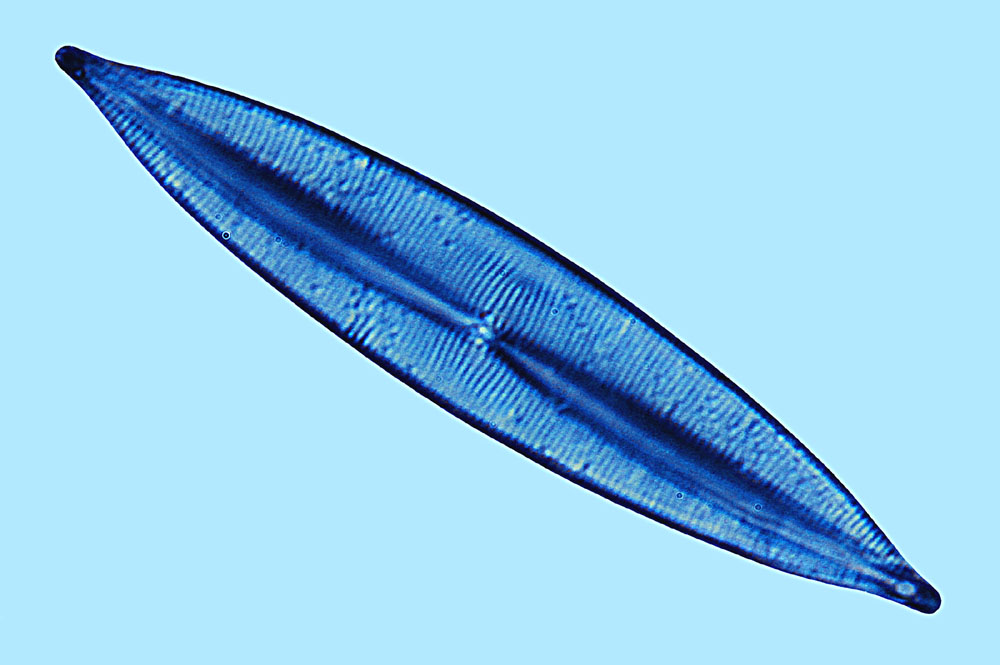 Plagiotropis lepidoptera