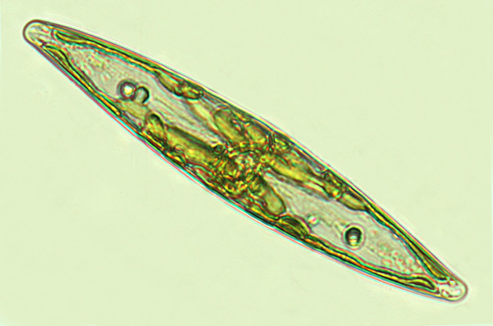 Pleurosigma delicatulum