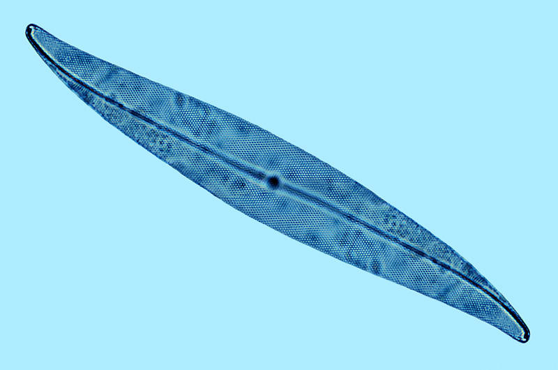 Pleurosigma strigosum