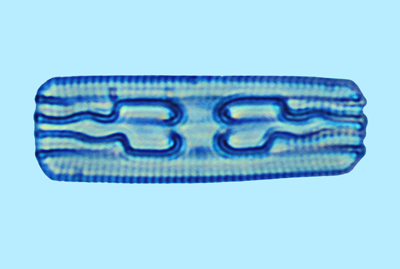 Grammatophora angulosa