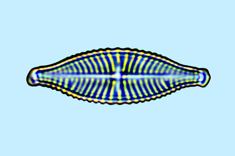 Hippodonta lesmonensis