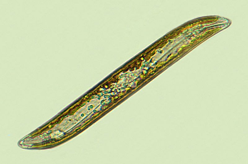 Gyrosigma balticum
