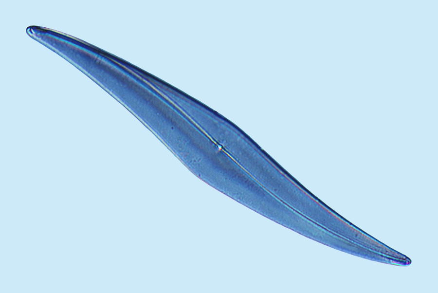 Pleurosigma longum