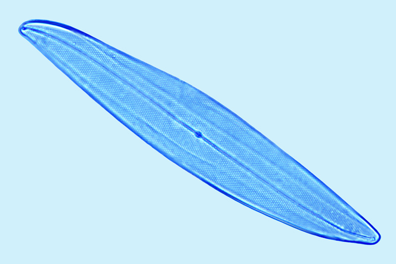 Pleurosigma strigosum