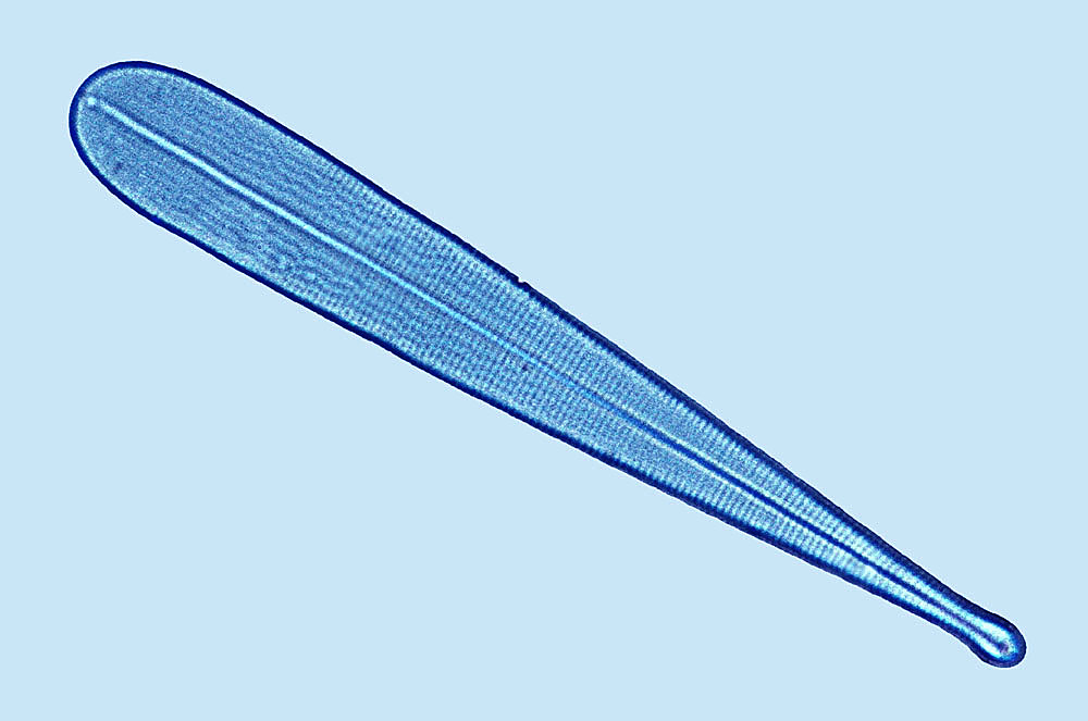Licmophora paradoxa