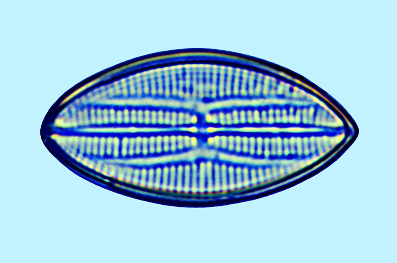 Lyrella bifurcatula