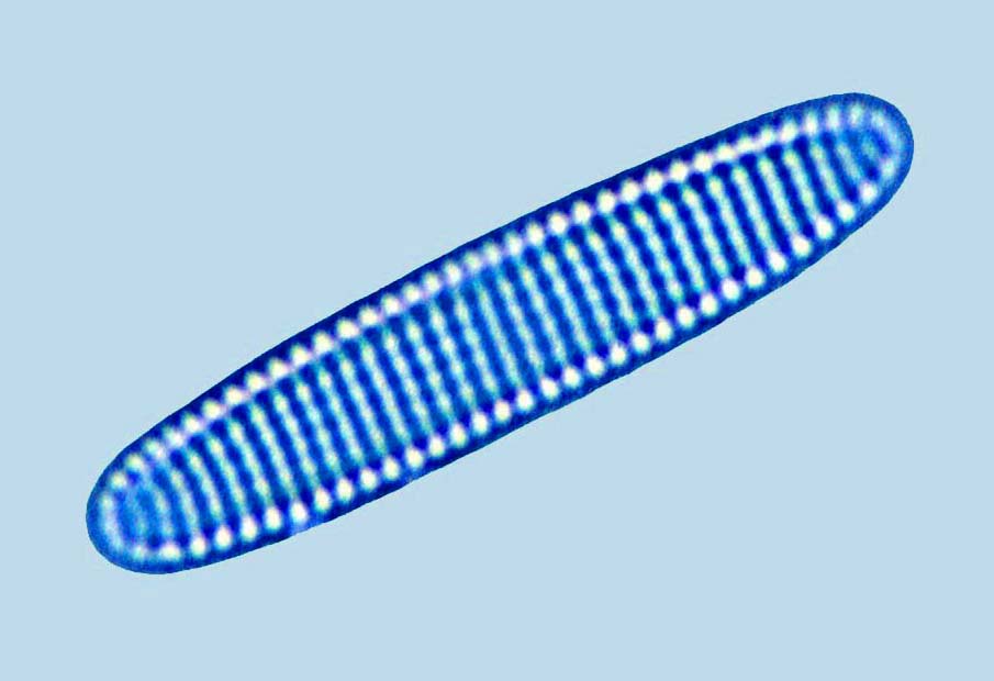Fragiliaropsis pseudonana