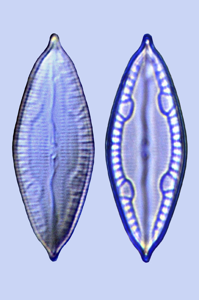 Mastogloia erythraea c