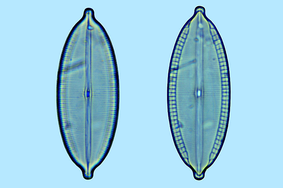 mastogloia apiculata