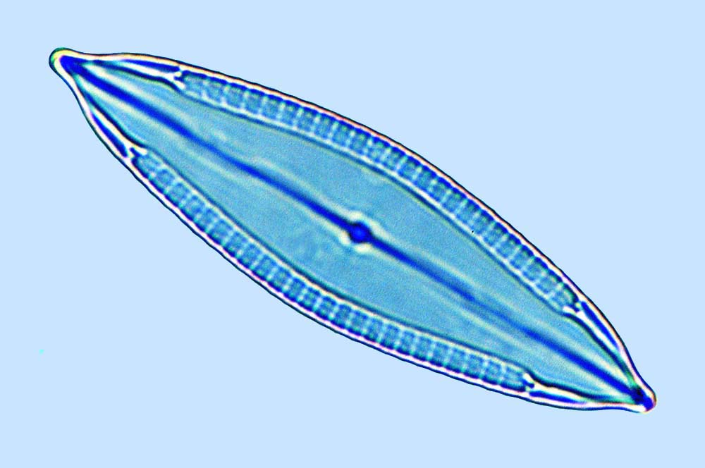 Mastogloia lanceolata