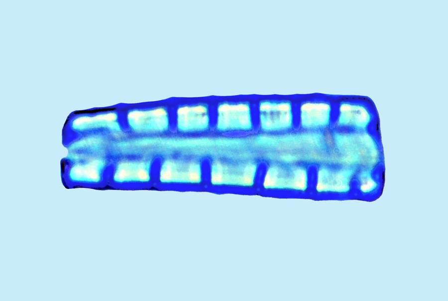 Eunotogramma marinum