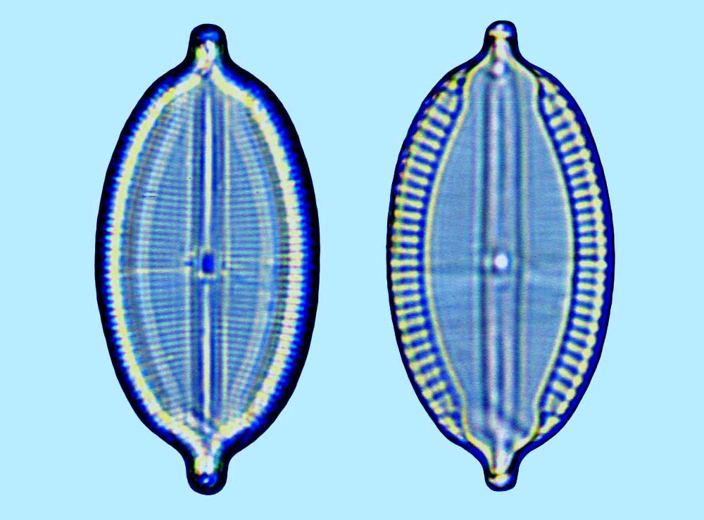 Mastogloia apiculata