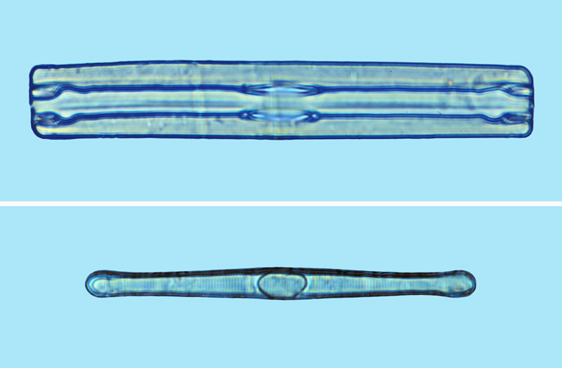 Grammatophora oceanica