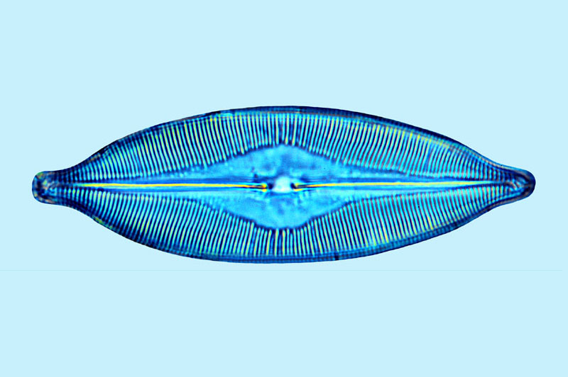 Caloneis amphisbaena