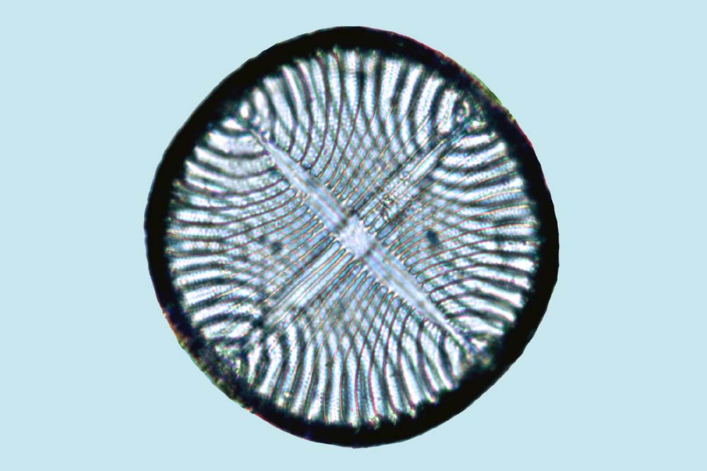 Campylodiscus decorus