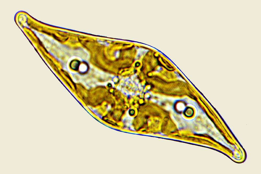 Pleurosigma estuarii