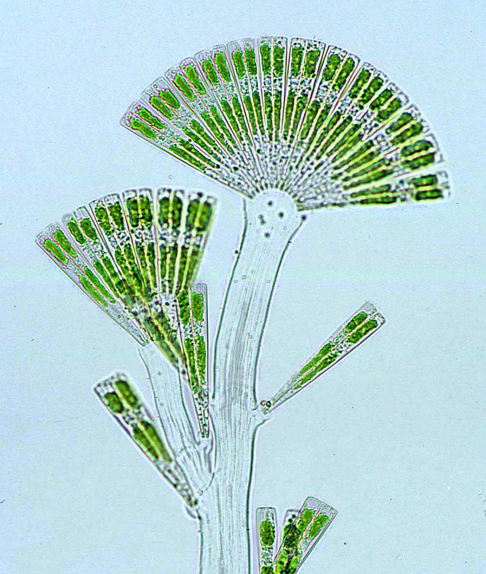 Licmophora flabellata