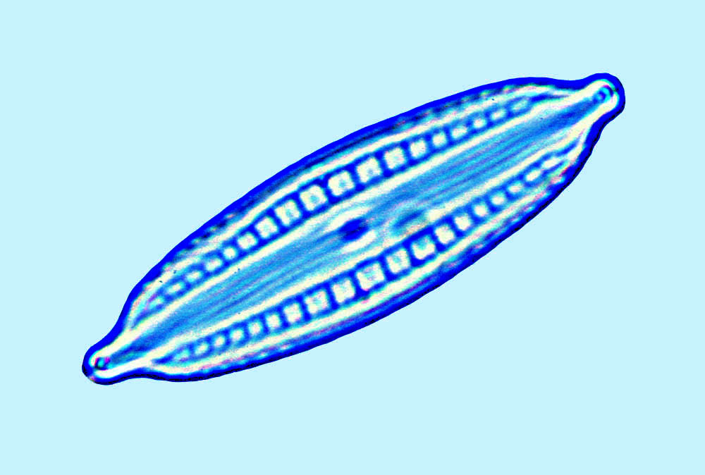 Mastgloia similis