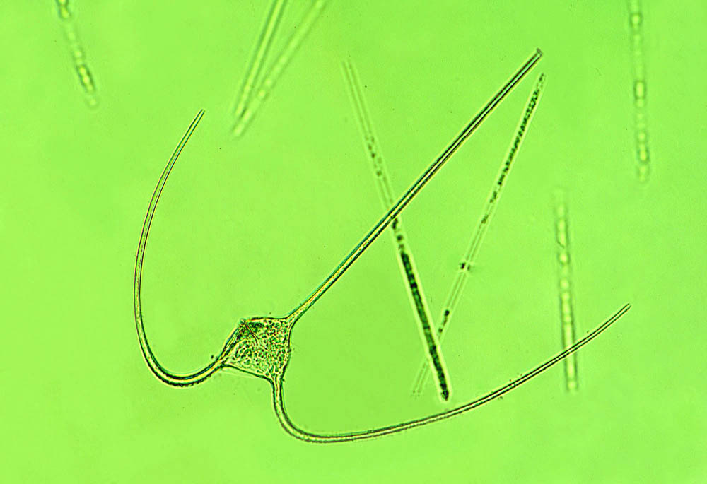 Ceratium macroceros